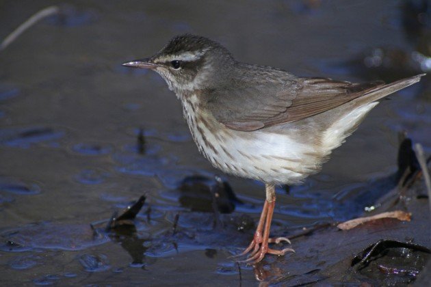 Louisiana Waterthrush uncropped