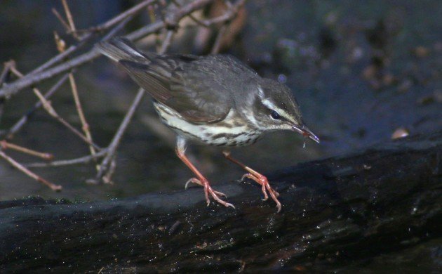 Louisiana Waterthrush with prey