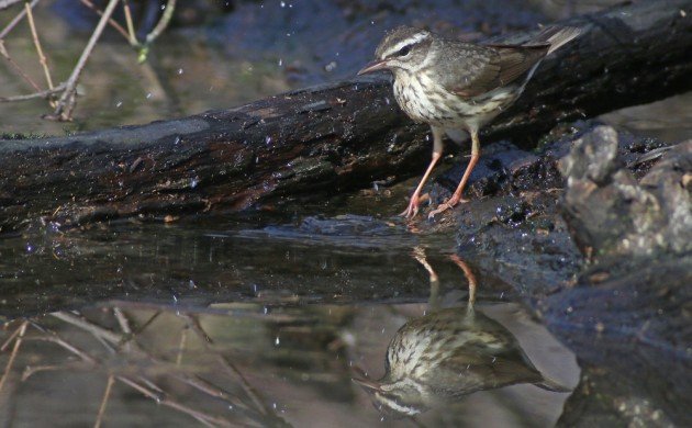 Louisiana Waterthrush with reflection