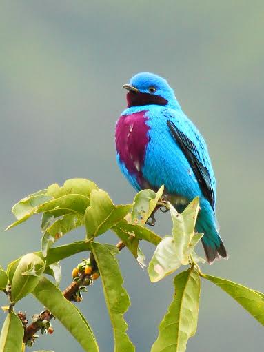 Lovely Cotinga