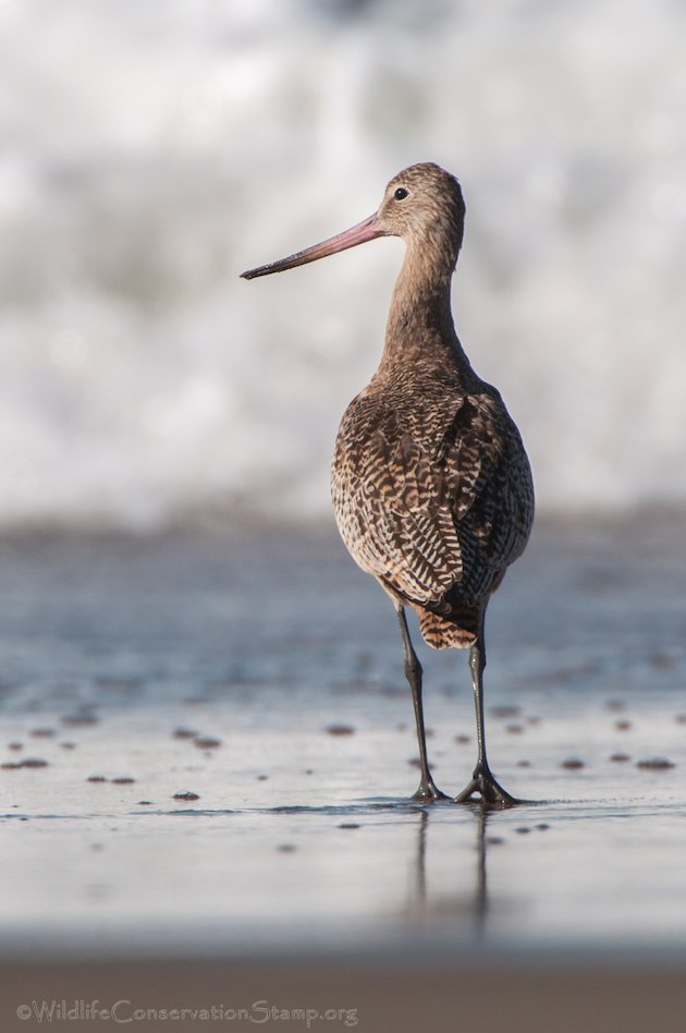 Marbled Godwit