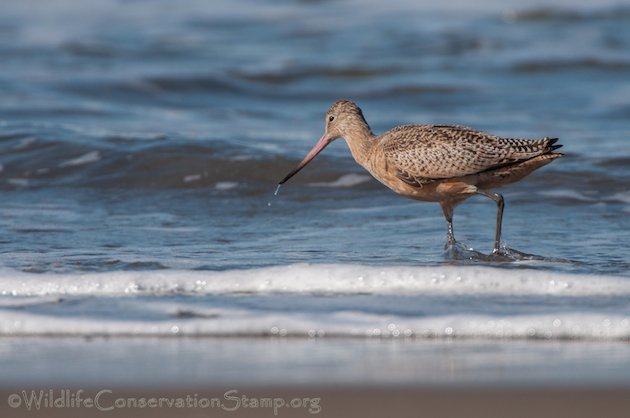 Marbled Godwit 