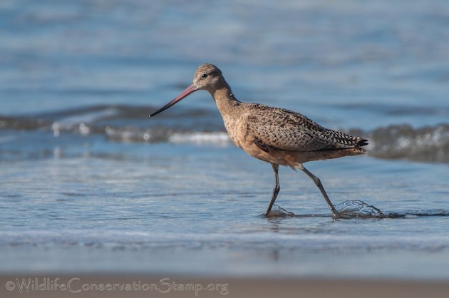 Marbled Godwit