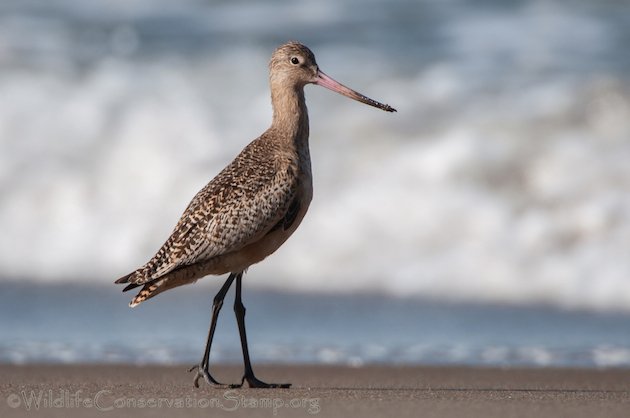 Marbled Godwit