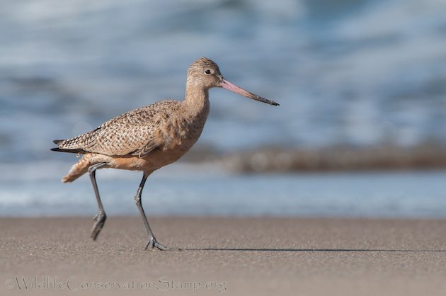 Marbled Godwit