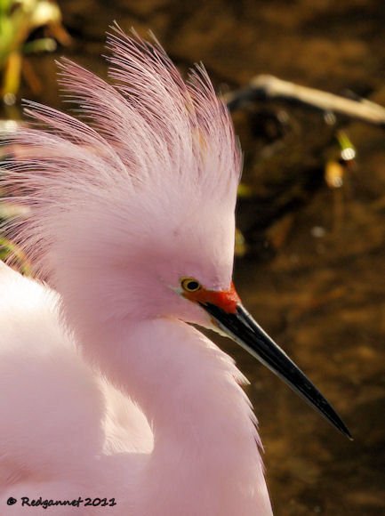 MCO 22Feb11 Snowy Egret 02 - Copy