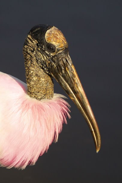 MCO 22Feb11 Wood Stork 02