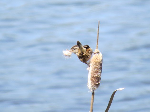 Marsh Wren Matthew Perry