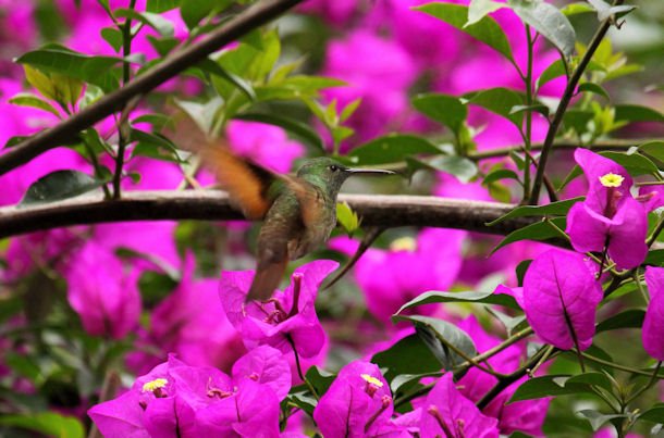 MEX 16Jul13 Berylline Hummingbird 01