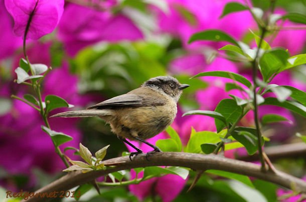 MEX 16Jul13 Bushtit 01