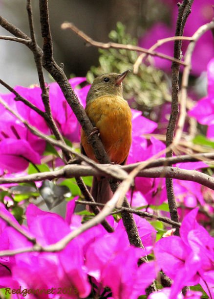 MEX 16Jul13 Cinnamon-breasted Flower-piercer  02