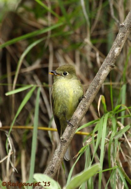 MEX 24May15 Cordilleran Flycatcher 02