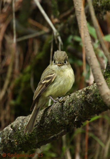 MEX 24May15 Cordilleran Flycatcher 03