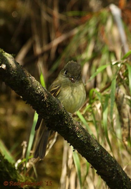 MEX 24May15 Cordilleran Flycatcher 04