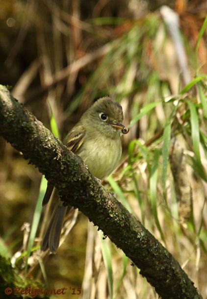 MEX 24May15 Cordilleran Flycatcher 05