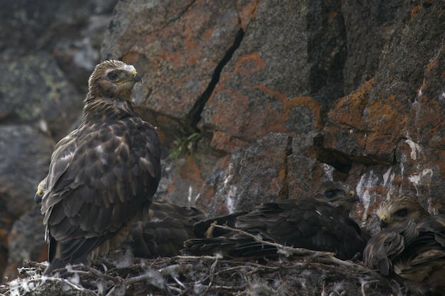 Rough-legged Hawk young in nest