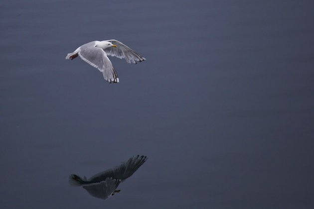 Thayer's Gull (Larus thayerii)