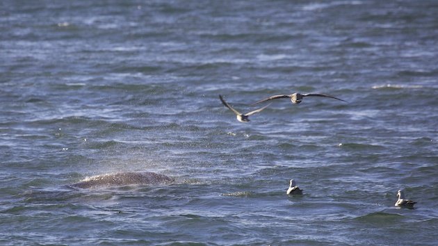 Northern Fulmar and Mondon Monoceros