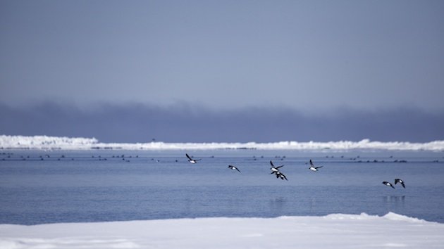 Thick-billed Murre (Uria lomvia)