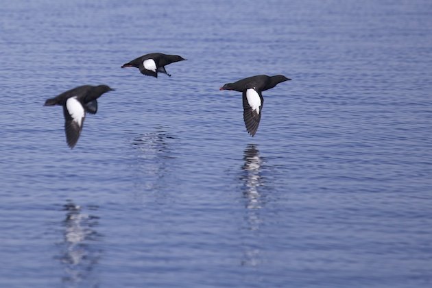 Black Guillemot (Cepphus grylle)