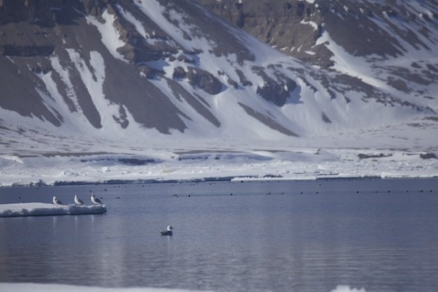 High Arctic Floe Edge