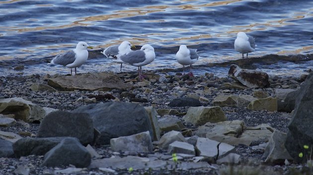 Thayer's Gulls on beach.