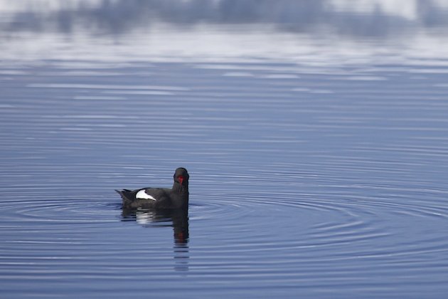 Black Guillemot (Cepphus grylle)