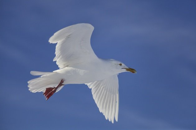 Larus hyperboreus