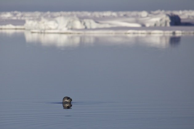 Ringed Seal at the Floe Edge. 