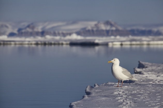 Glaucous Gull (Larus hyperboreus)