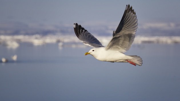 Larus thayerii