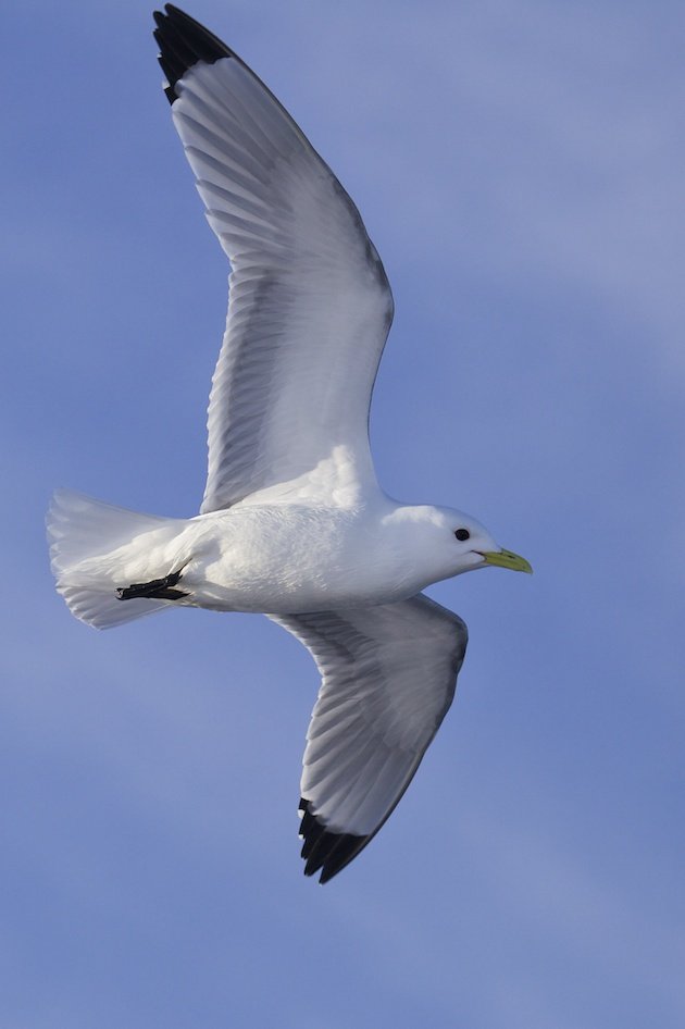 Black-legged Kittiwake