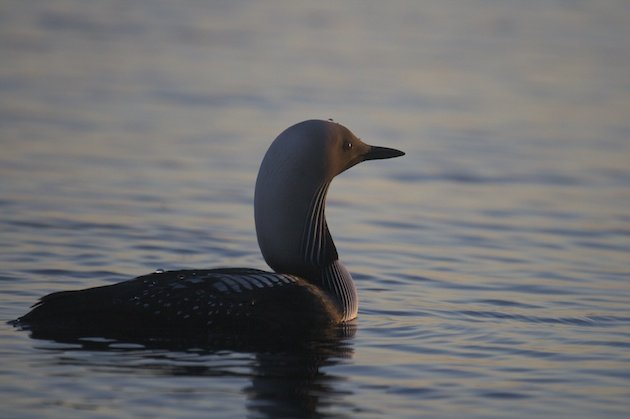 Gavia pacifica, Pacific Loon