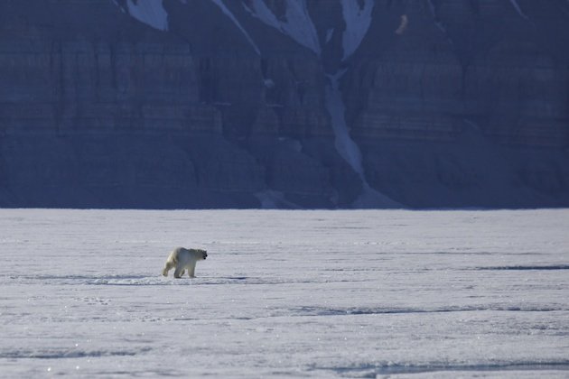 Polar Bear heads down Admiralty Inlet, away from our noisy snowmobiles.