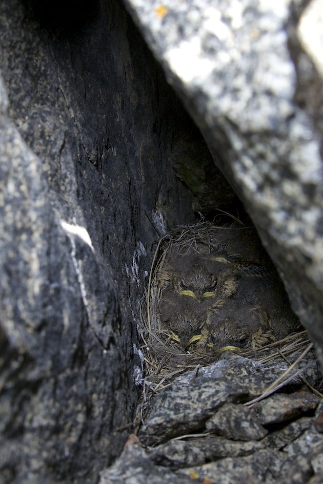 nest of Oenanthe oenanthe