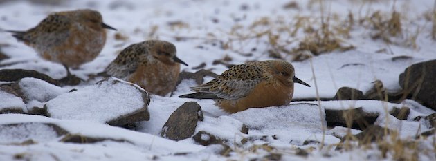 Cold Red Knots, Calidris canutus