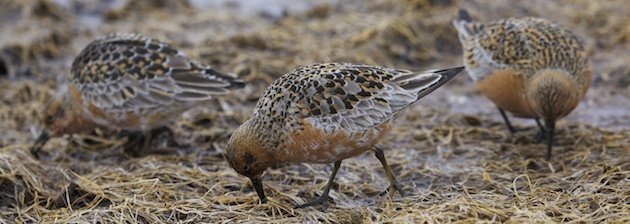 Red Knots, Calidris canutus, feeding