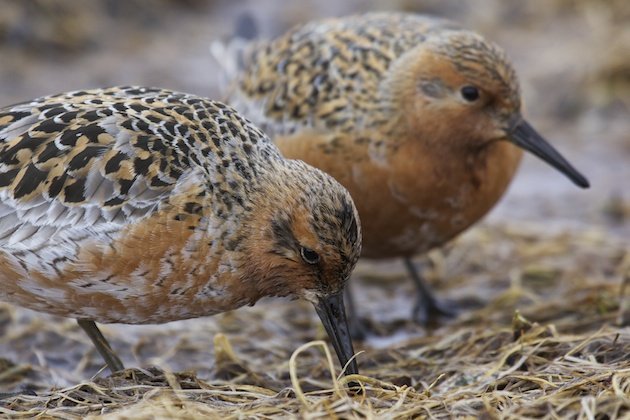 A pair of Red Knots, Calidris canutus