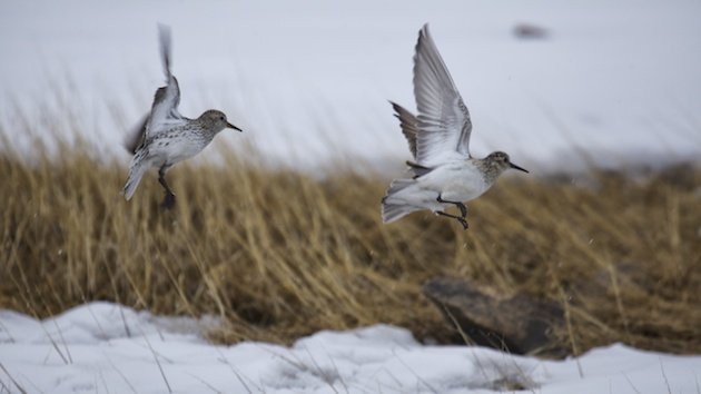 White-rumped and Baird's Sandpipers take to the air