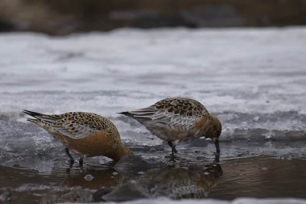 Red Knots, Calidris canutus