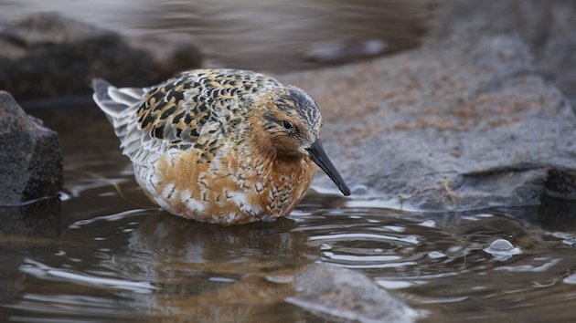 Water drains from a feeding Red Knot's head