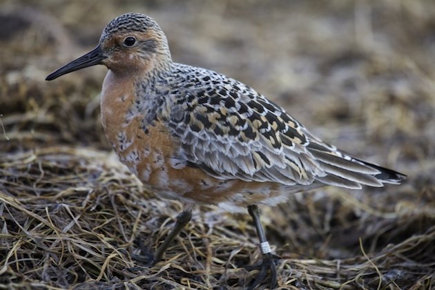 A ringed Red Knot of the islandica race