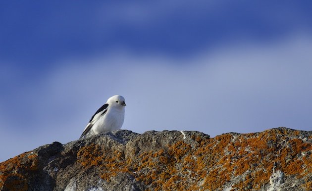 Snow Bunting