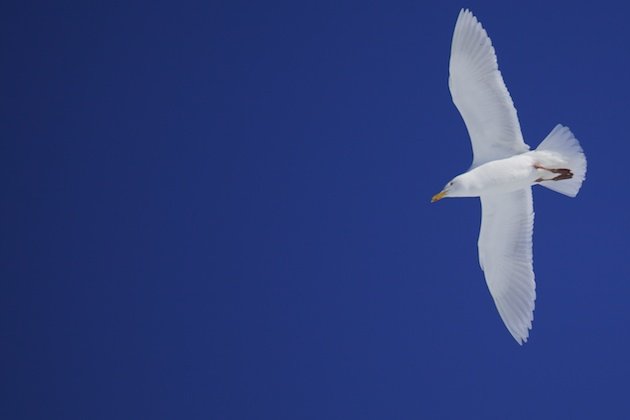 Glaucous Gull in flight