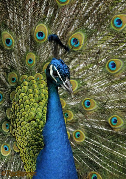 MIA 20Apr16 Common Peafowl 17