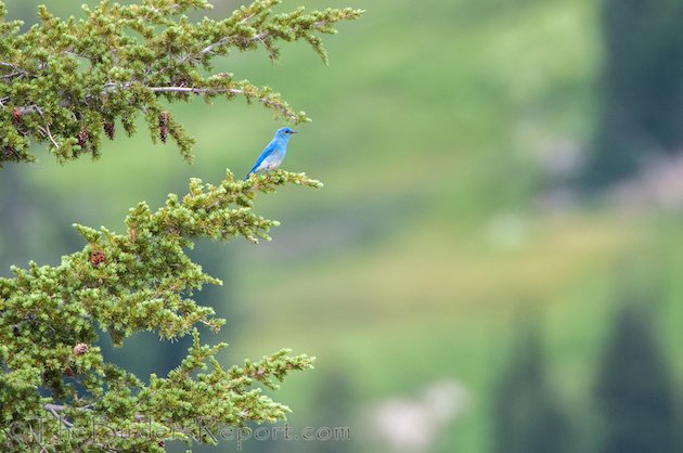 Mountain Bluebird Male at Lassen Volcanic National Park