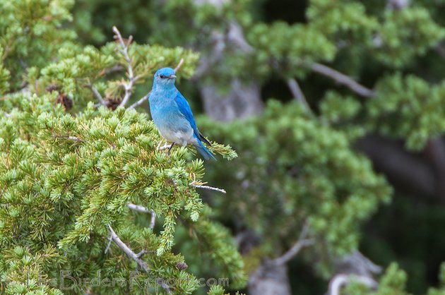 Mountain Bluebird Male at Lassen Volcanic National Park