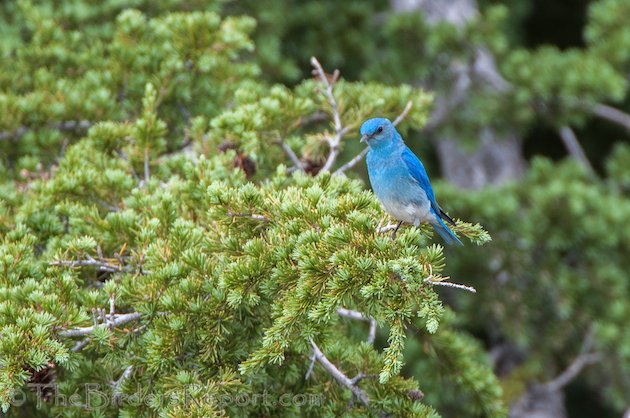 Mountain Bluebird Male at Lassen Volcanic National Park