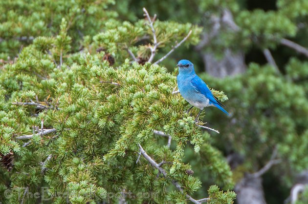 Mountain Bluebird Male at Lassen Volcanic National Park