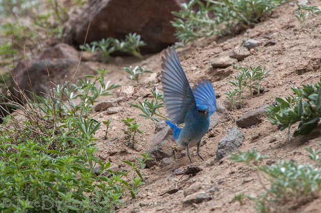 Mountain Bluebird Male at Lassen Volcanic National Park